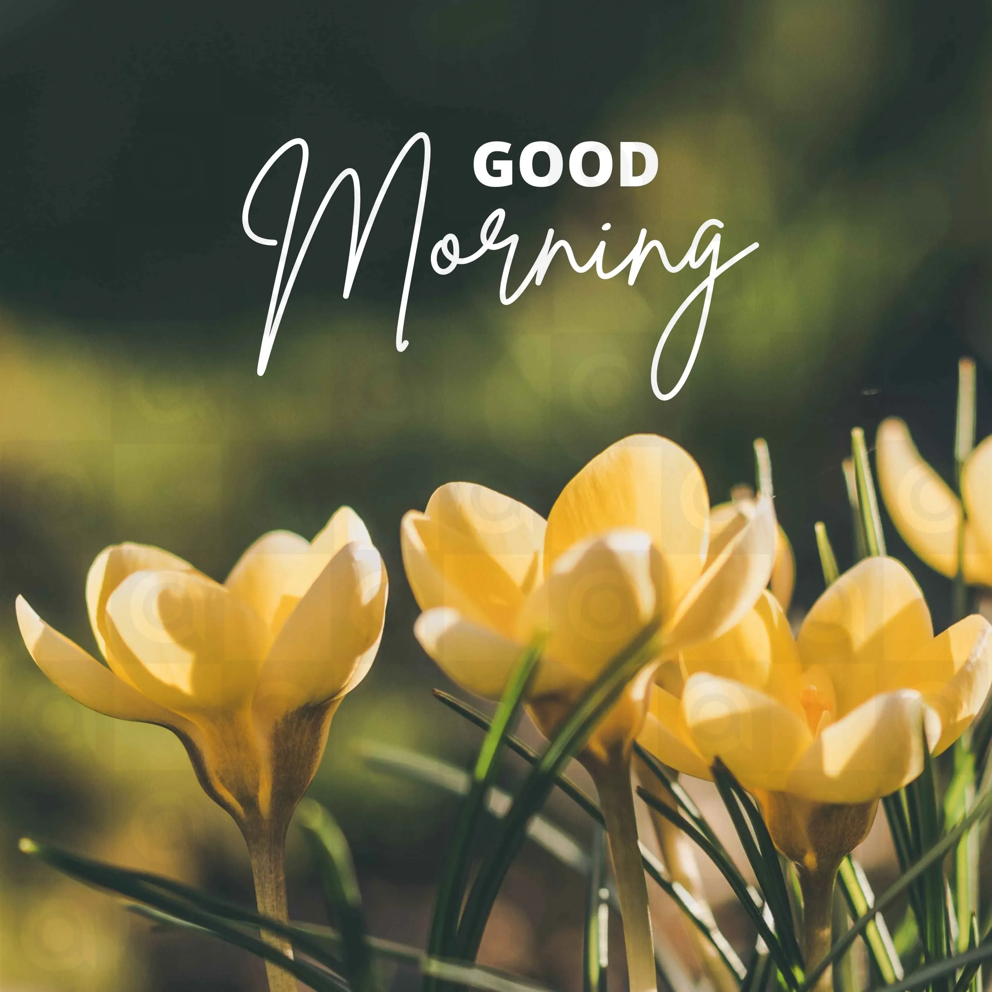 Good Morning Poster Template